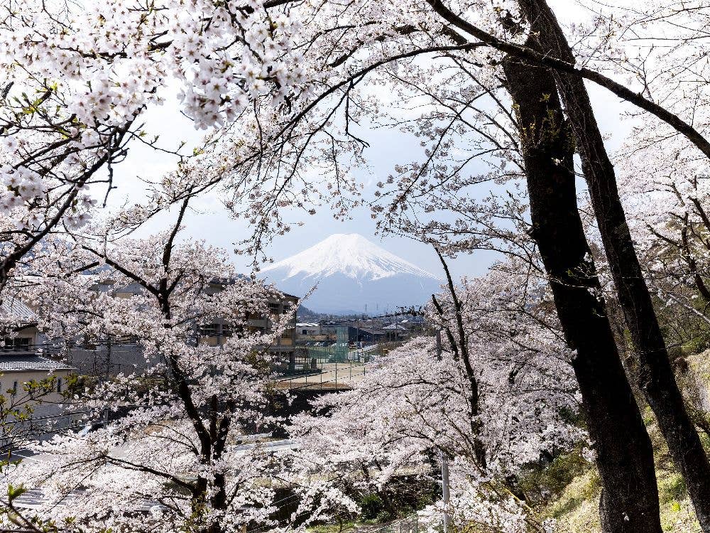 忠魂碑の桜