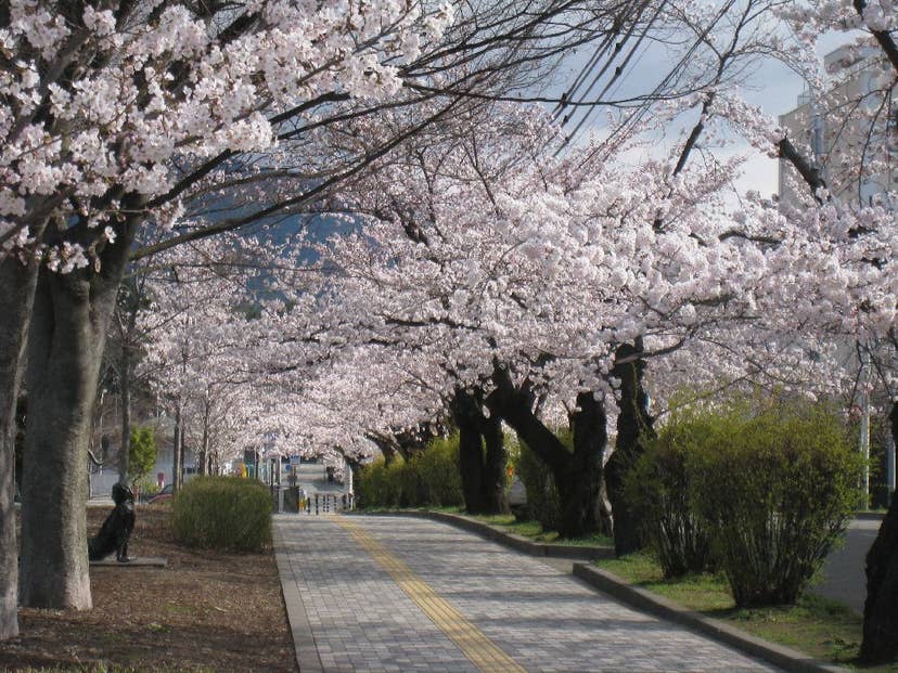 長野市　城山公園の桜