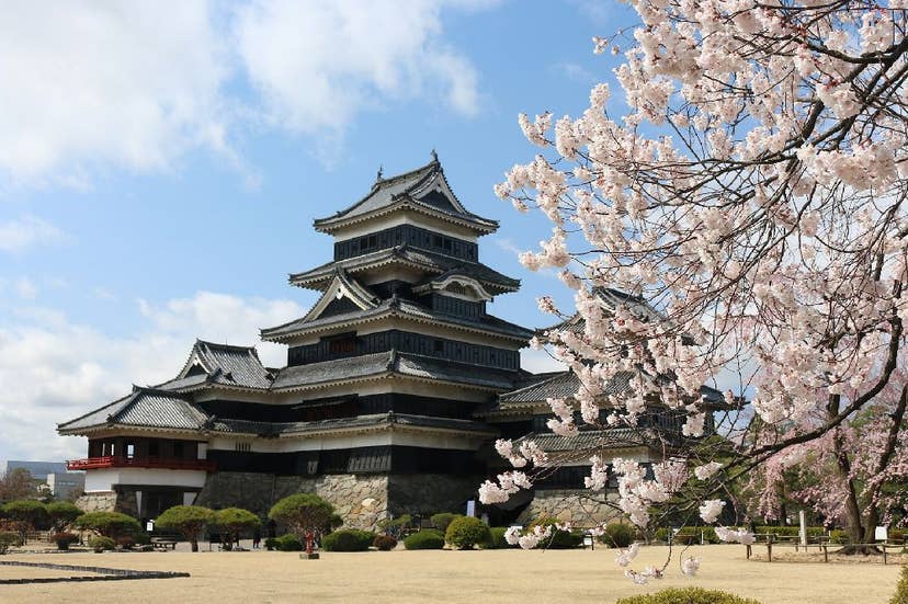 国宝　松本城の桜