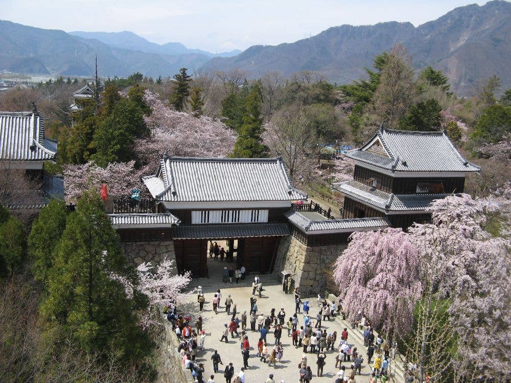 上田城跡公園の桜