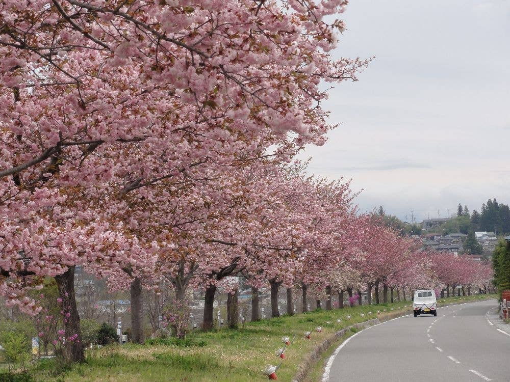 名勝　天龍峡の桜