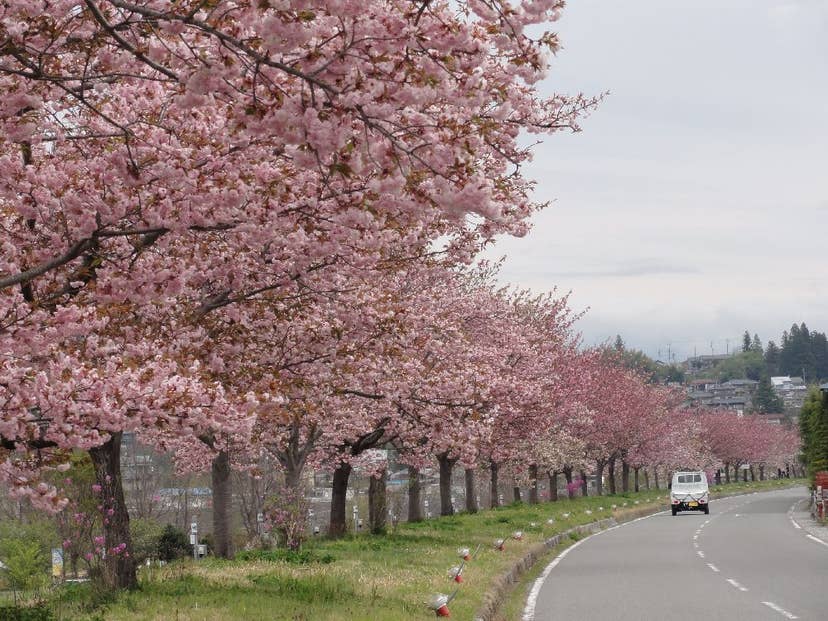 名勝　天龍峡の桜