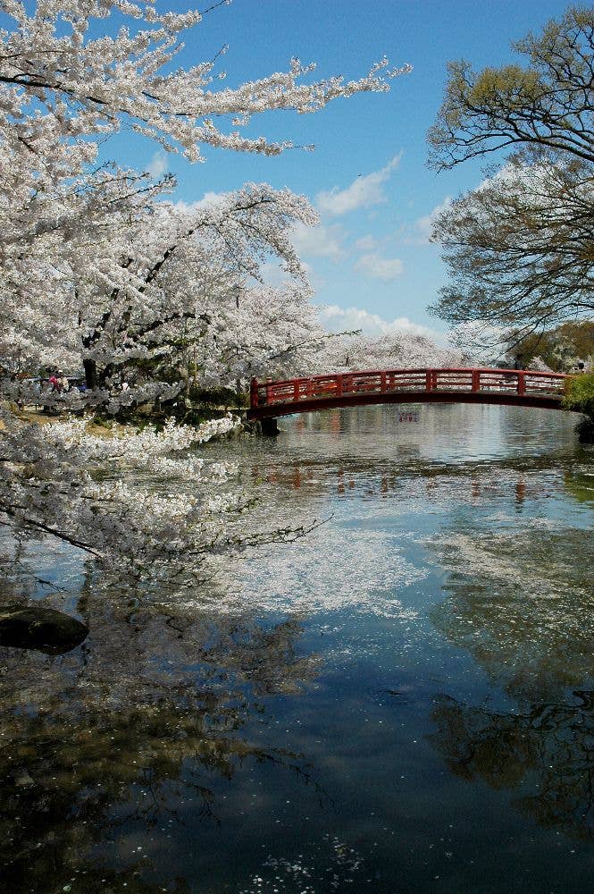 臥竜公園の桜