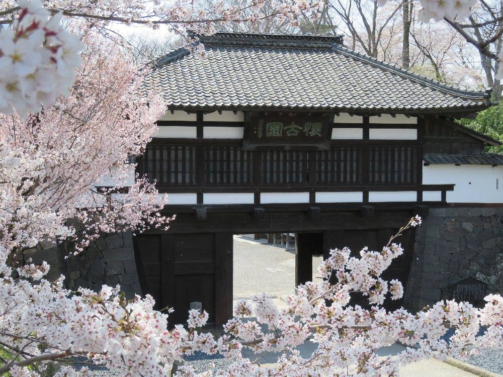 小諸城址懐古園の桜