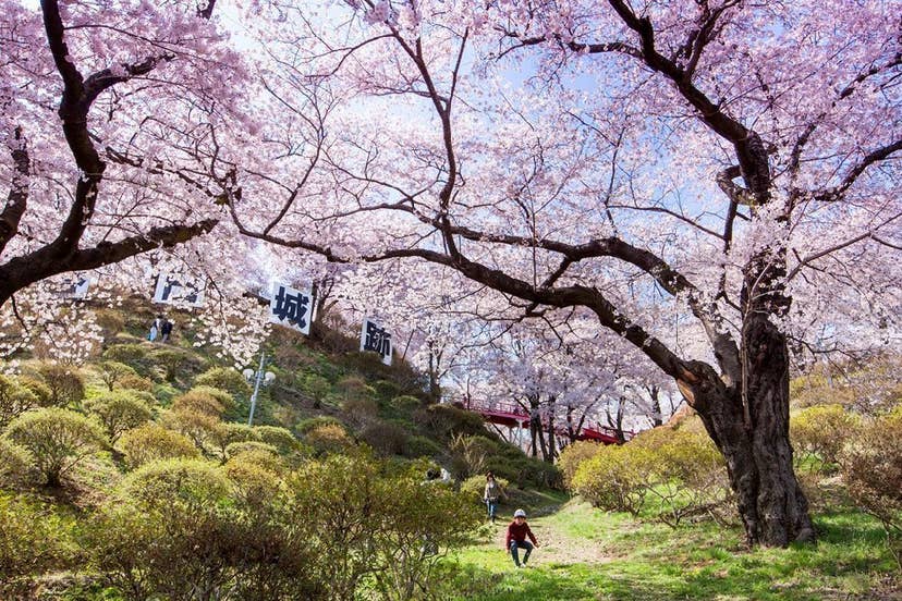 春日公園の桜