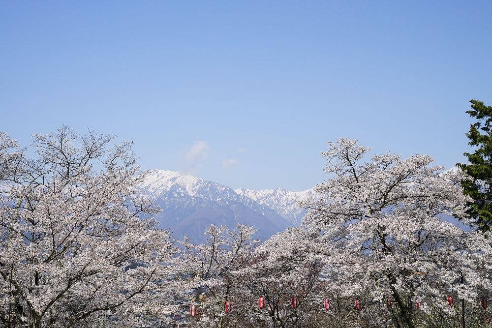 大町公園の桜