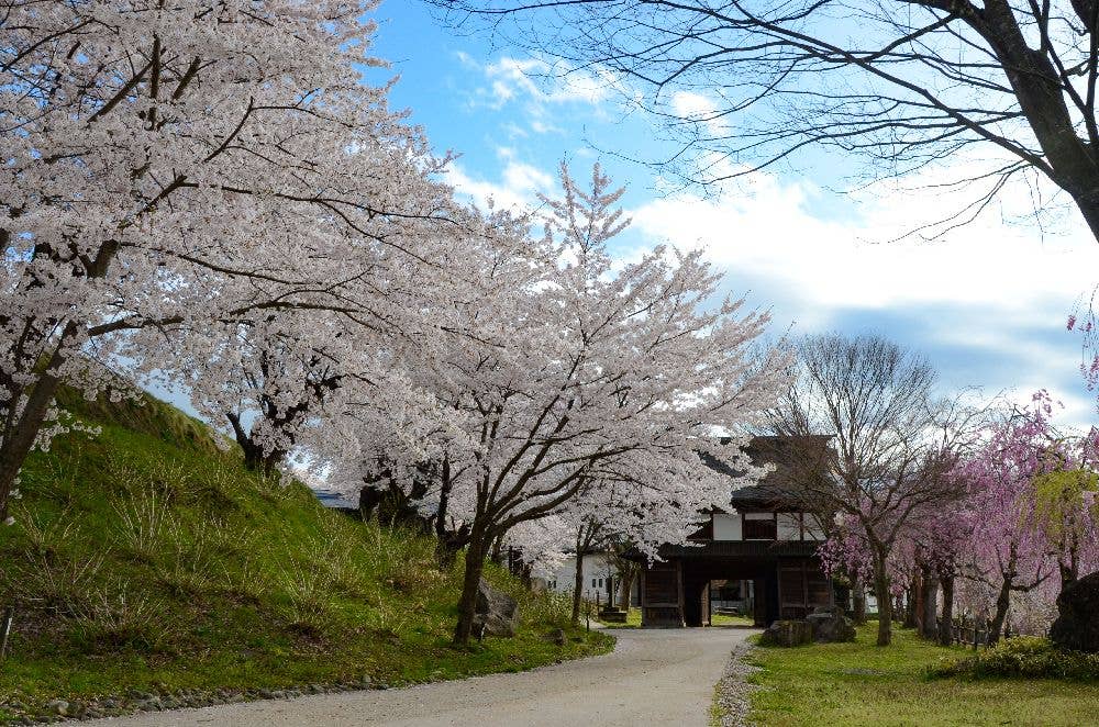 飯山城址公園の桜