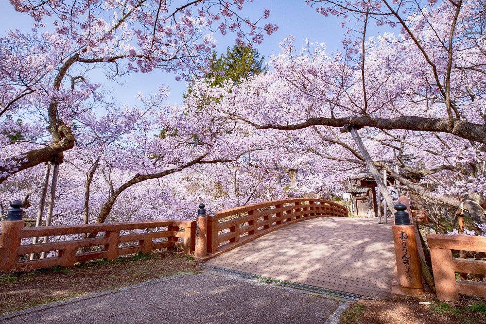 高遠城址公園の桜