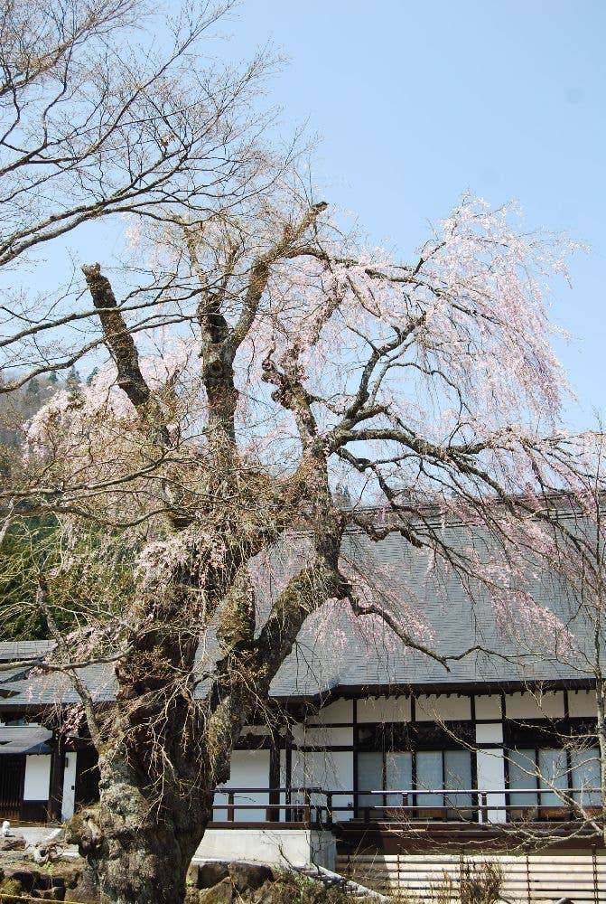 貞麟寺のシダレザクラ