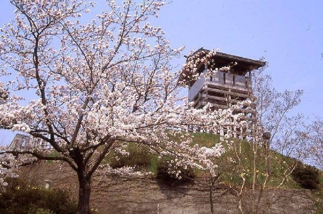 戸倉上山田温泉城山史跡公園　荒砥城の桜