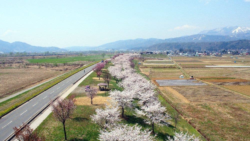 千曲川桜堤