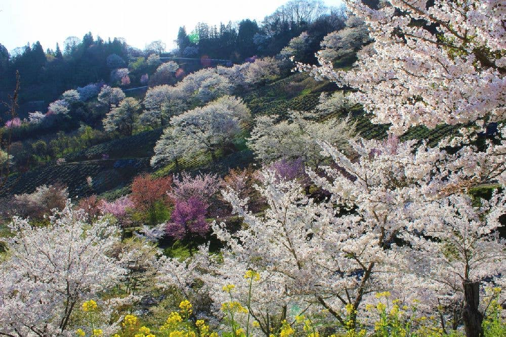 陸郷の山桜（夢の郷）