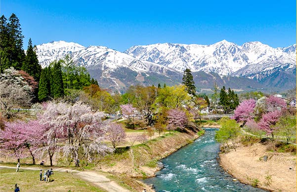 大出公園の桜