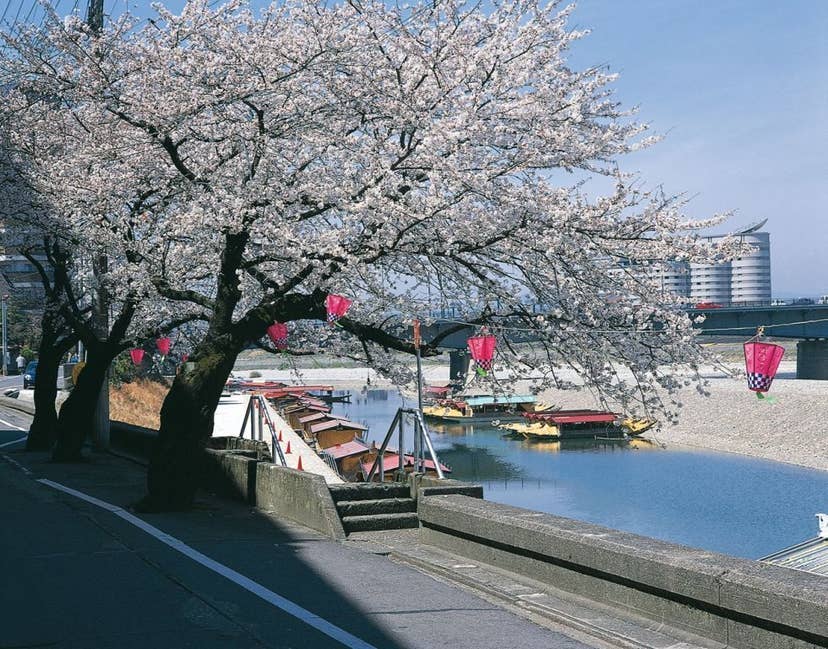 長良川堤の桜