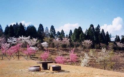 桜百選の園