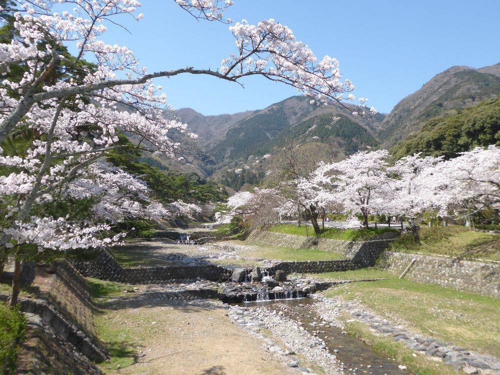 養老公園の桜