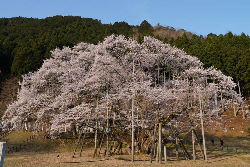 根尾谷淡墨ザクラの桜