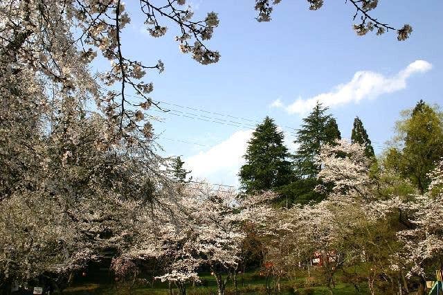 愛宕公園の桜