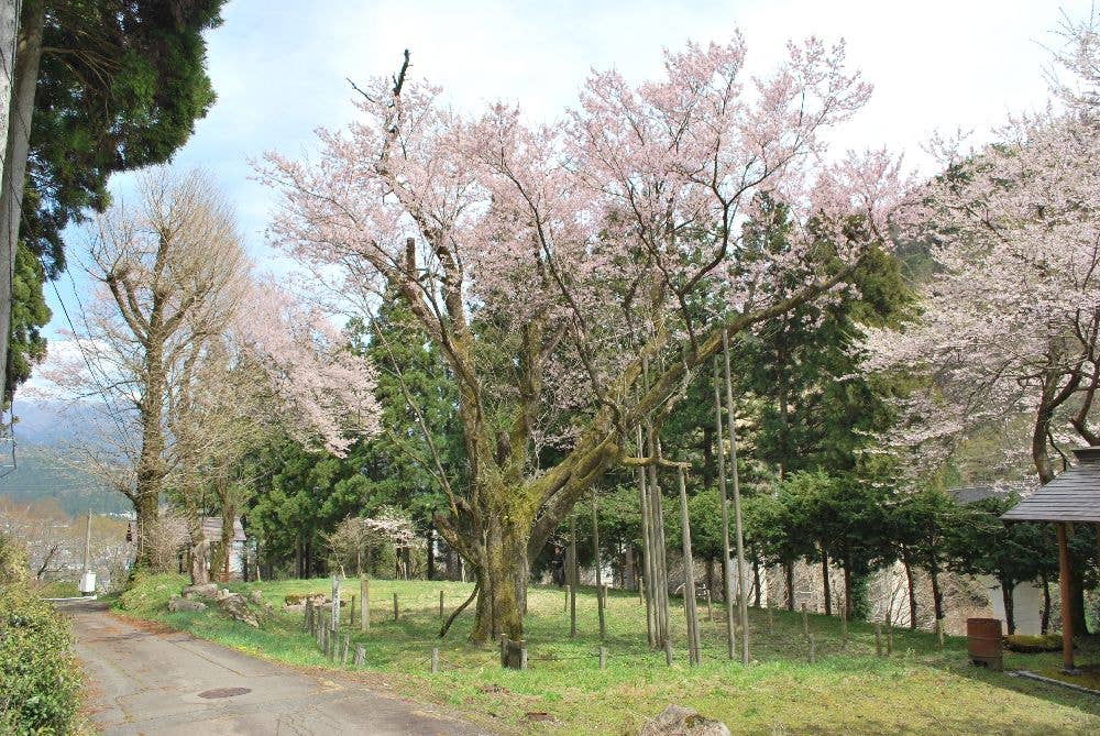 藤路の桜・向小駄良番所跡公園