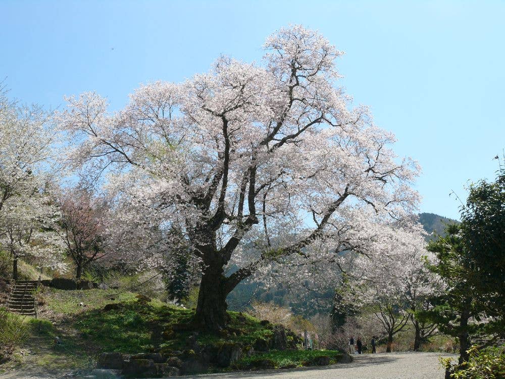 善勝寺の桜