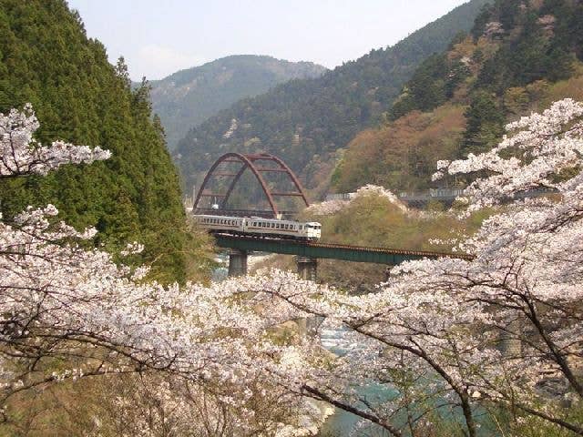 中山七里の桜