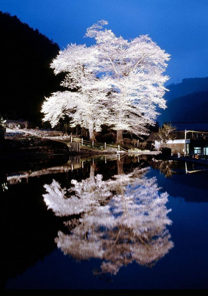 下呂温泉の桜