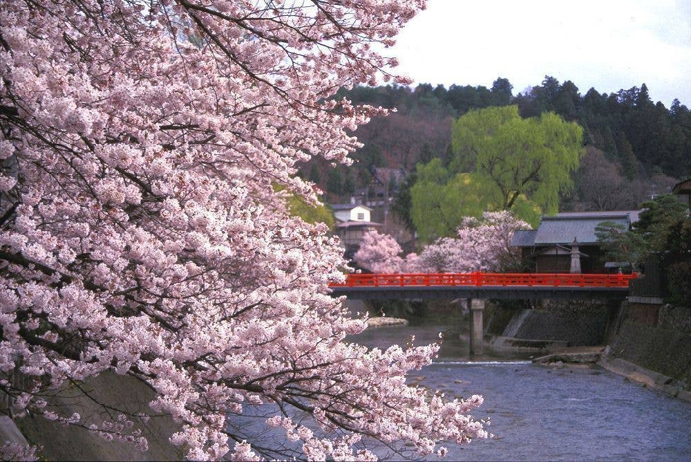 中橋周辺の桜