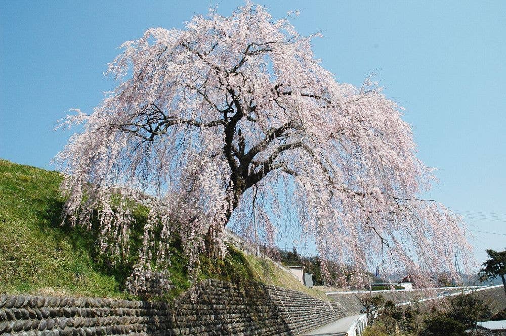 四美・岩太郎のしだれ桜