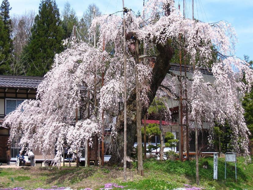 西光寺の枝垂れザクラの桜