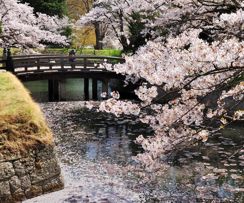 龍岡城五稜郭の桜