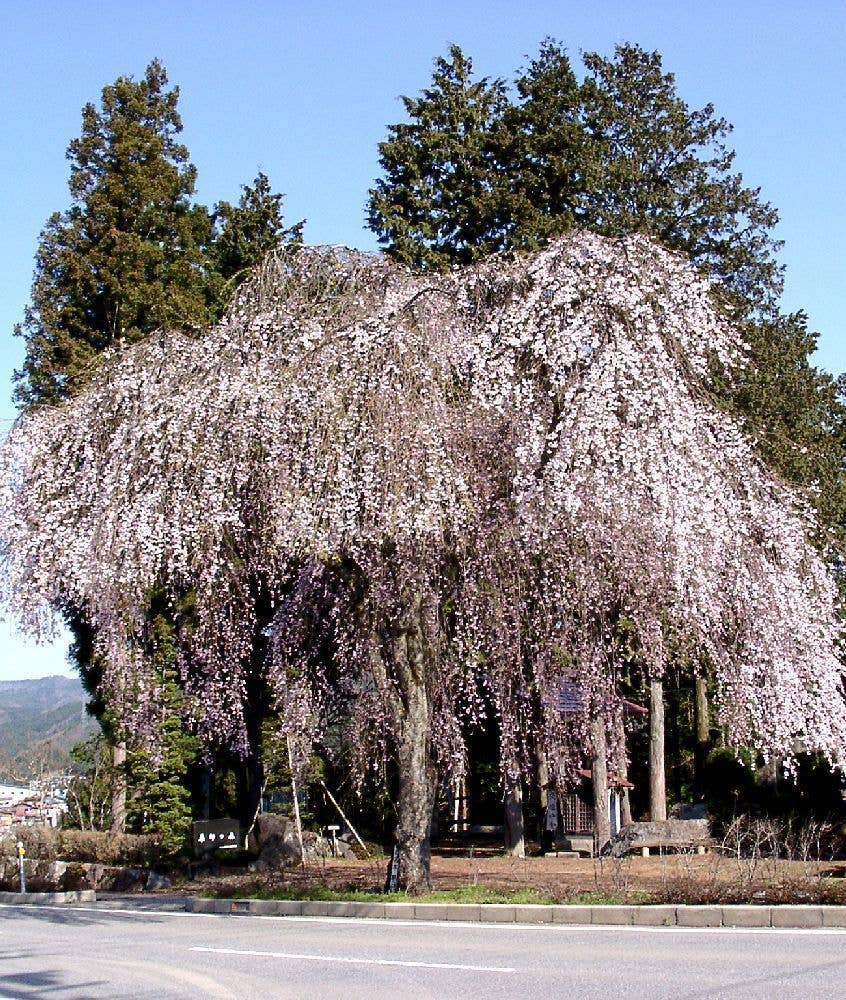 薬師堂の枝垂れ桜