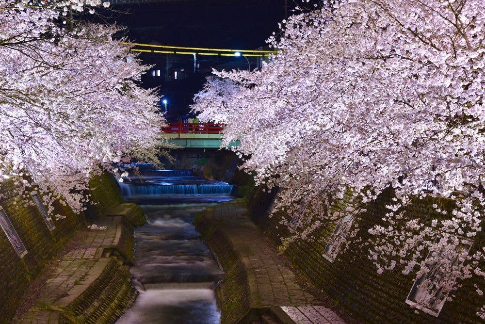山田川の桜
