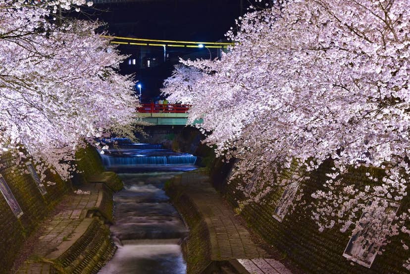 山田川の桜