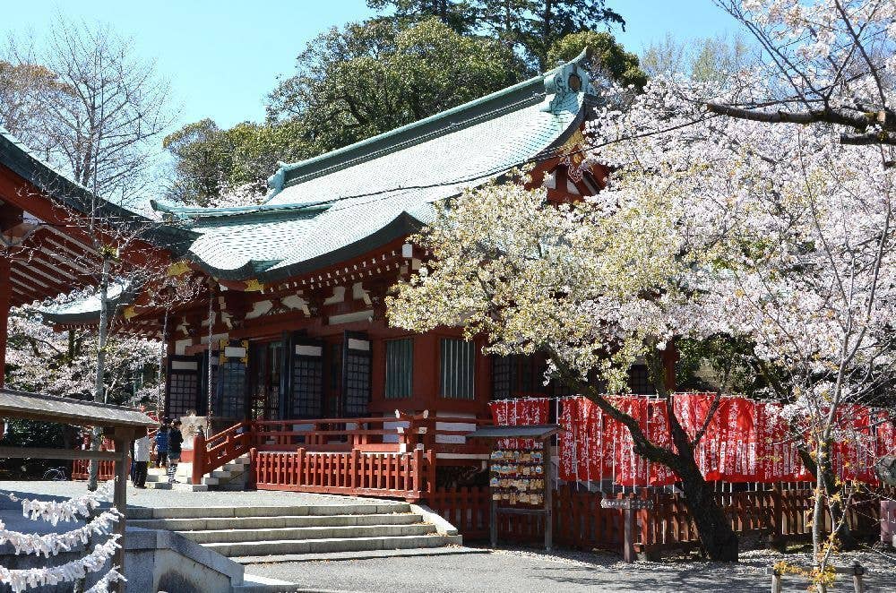 静岡浅間神社（賤機山公園）の桜