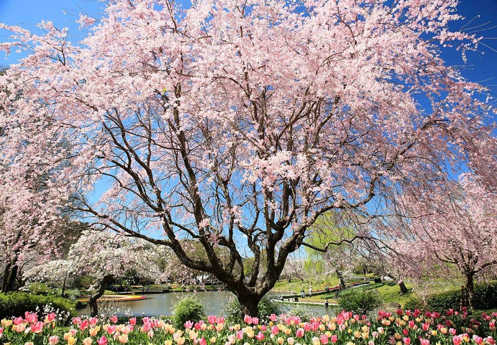 はままつフラワーパークの桜