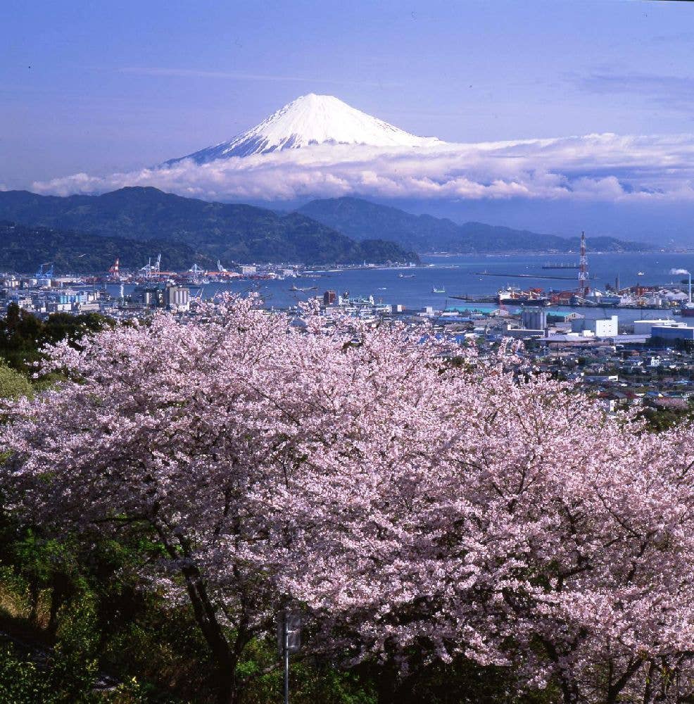 日本平の桜