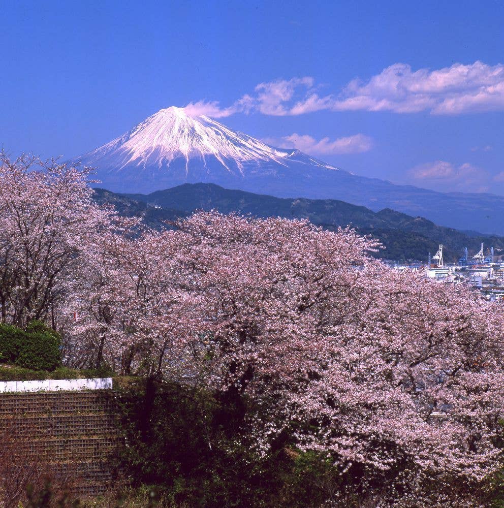 清水船越堤公園（船越堤公園）の桜