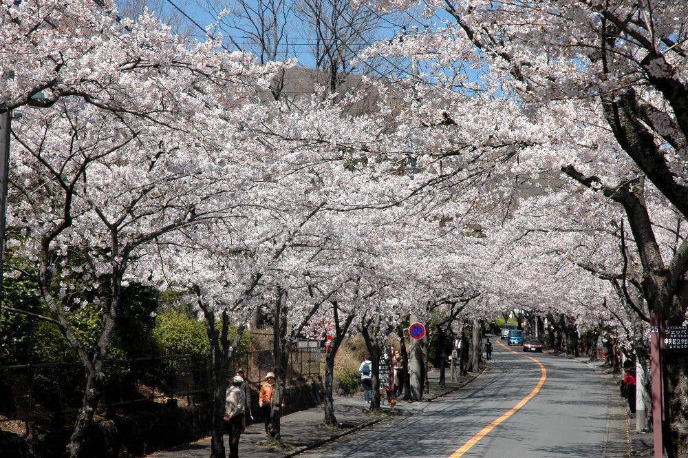 伊豆高原桜並木