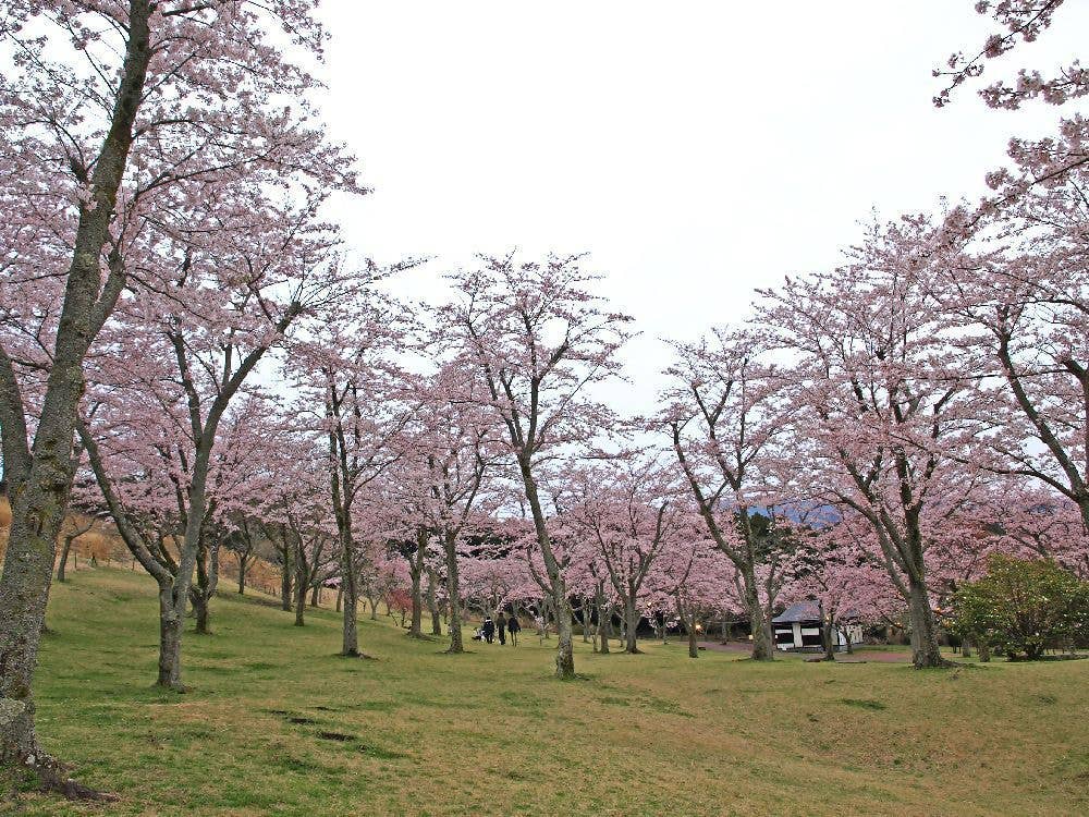 さくらの里の桜