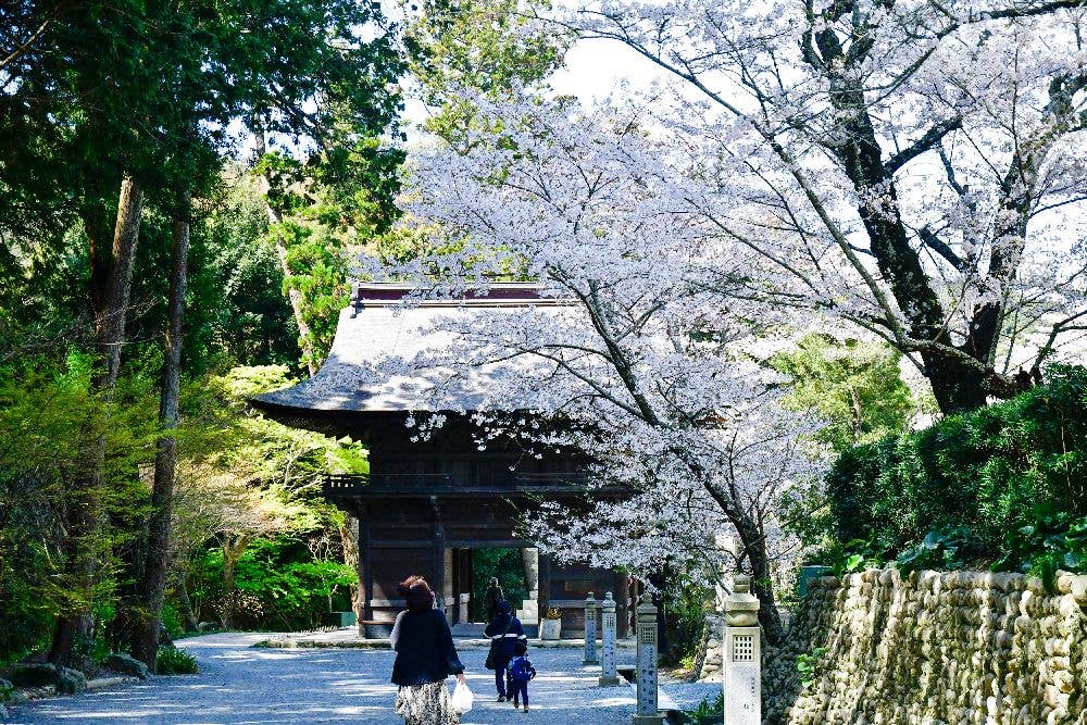 法多山　尊永寺の桜