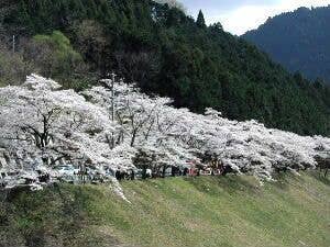 秋葉ダム千本桜（秋葉ダム湖畔）