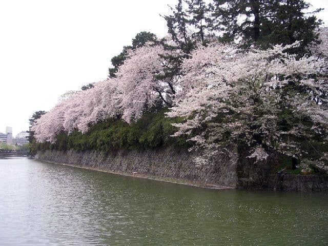 駿府城公園の桜