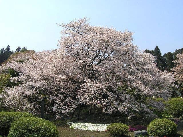 狩宿の下馬ザクラ