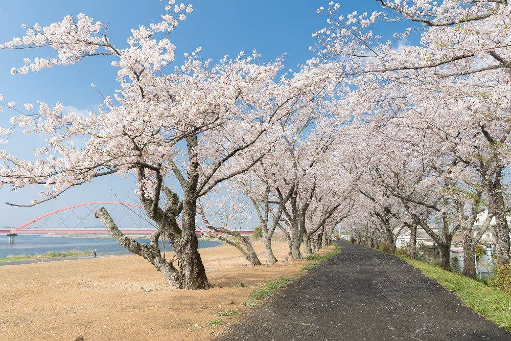 都田川桜堤