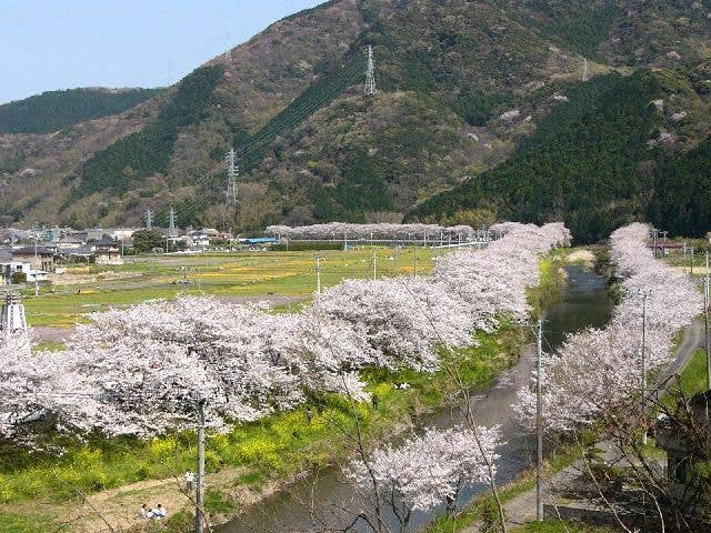 那賀川堤の桜