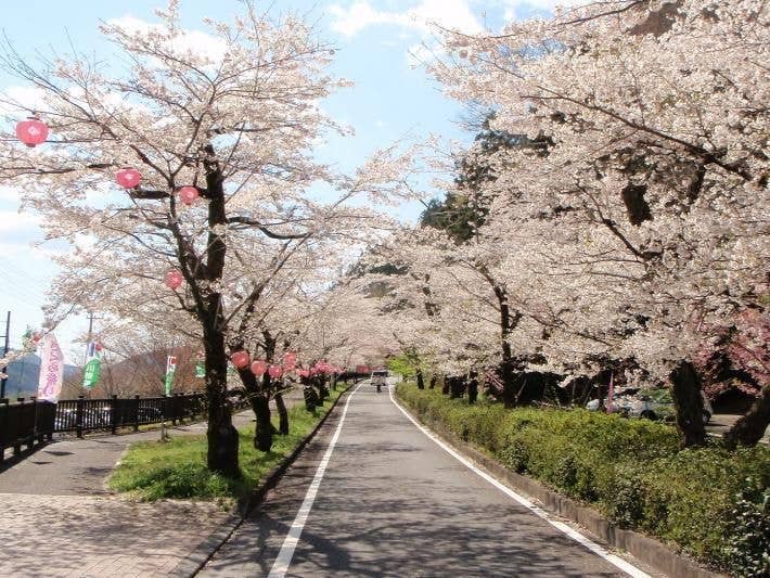 家山の桜トンネル