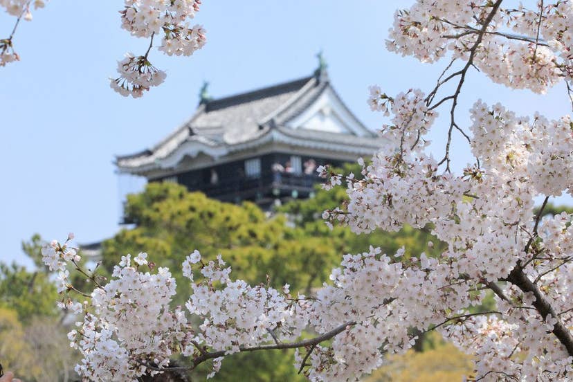 岡崎公園周辺の桜