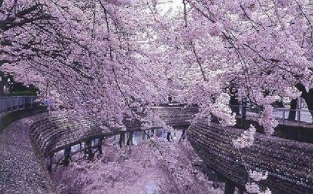 大江川緑道の桜