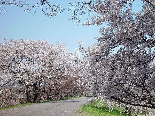 木曽川堤の桜