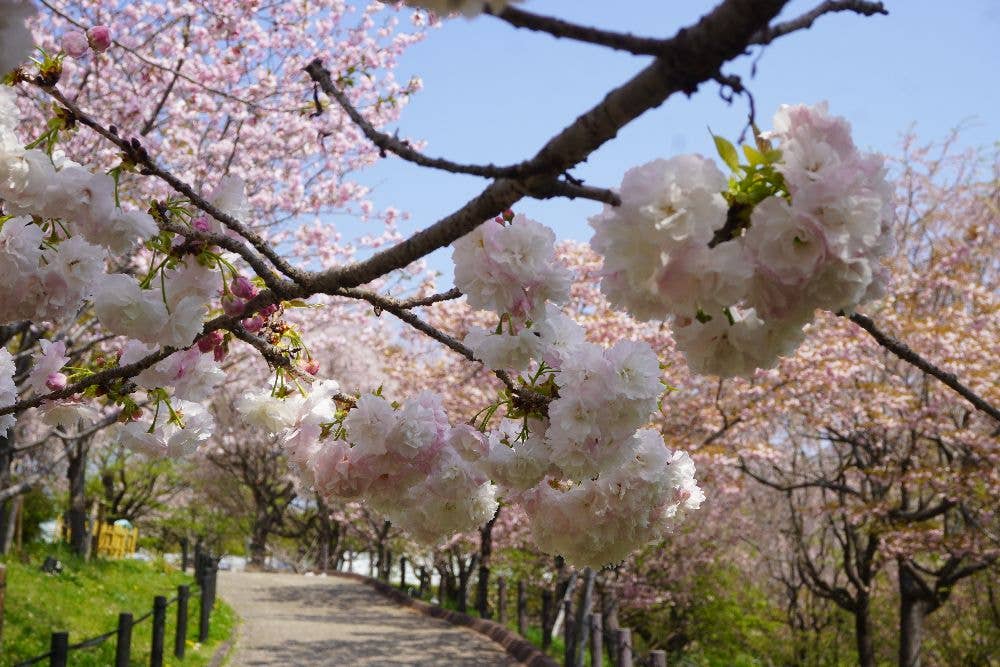 東山動植物園の桜